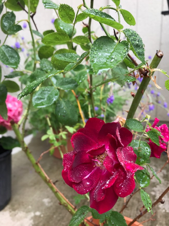 1C931EBB-6069-430E-955F-01D9C12557D7